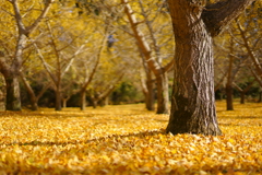 yellow carpet
