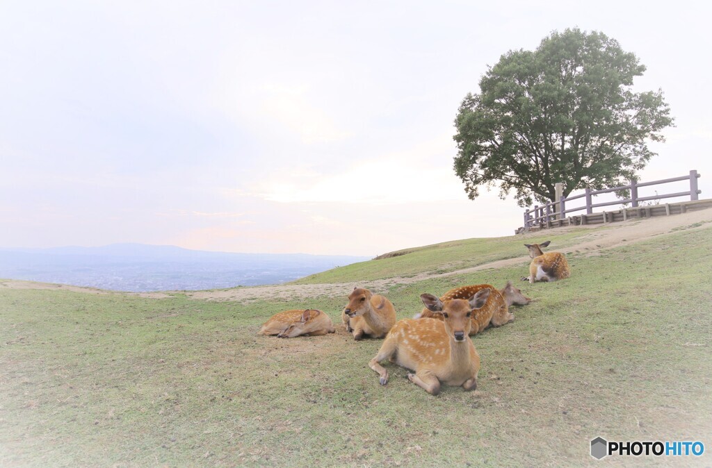 若草山にて