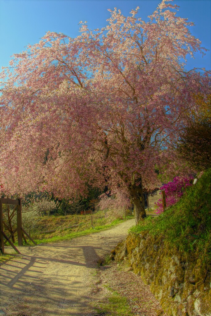 中山道に咲く２