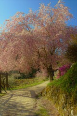 中山道に咲く２