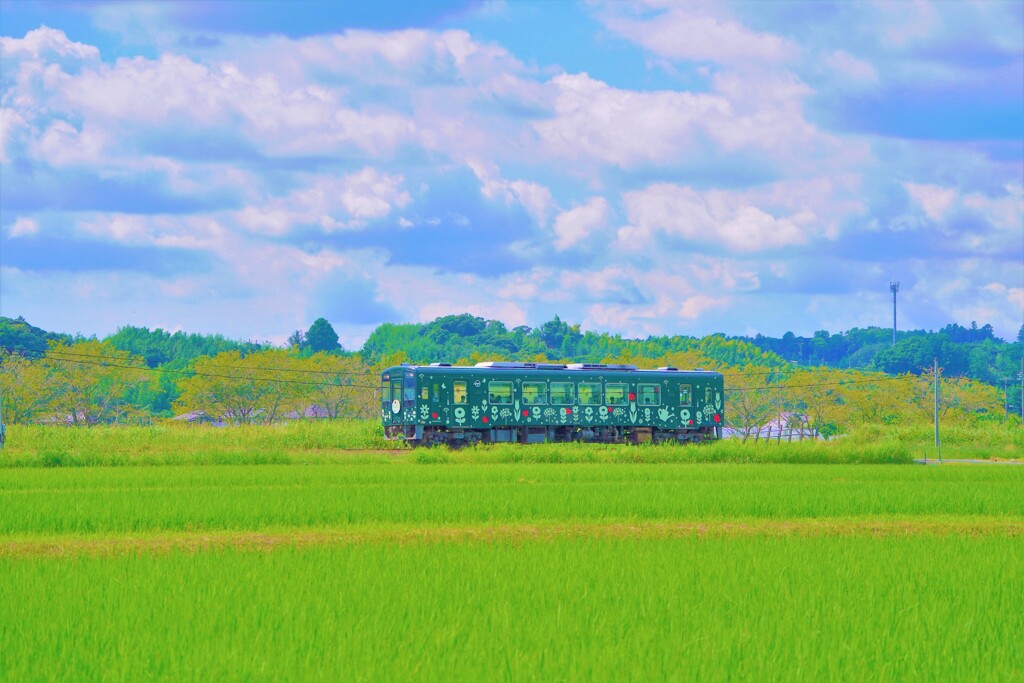夏の田んぼを走る１