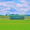 夏の田んぼを走る１