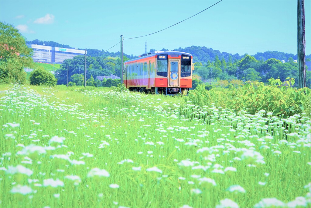 花畑を行く２