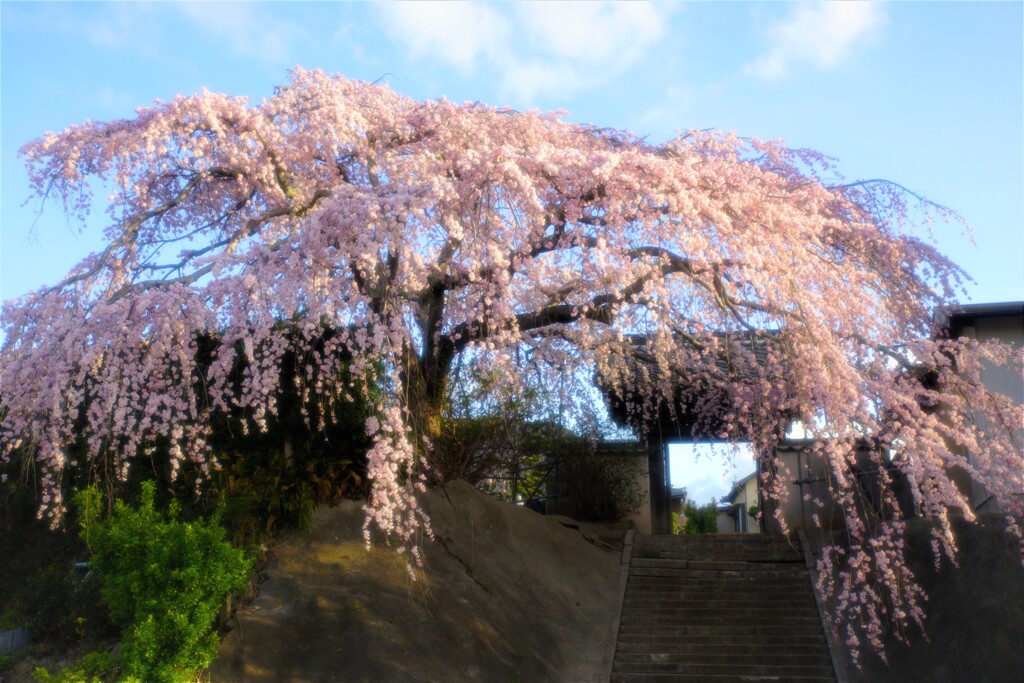 花川の一本桜