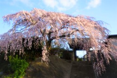 花川の一本桜