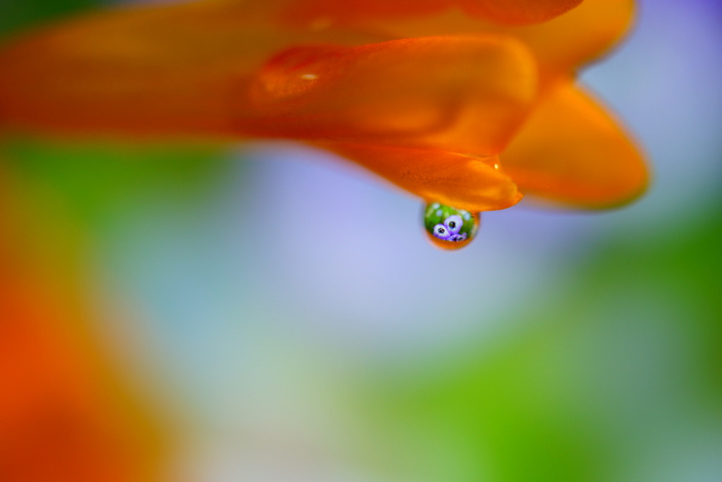 水滴の中に