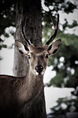 鹿くんたちのお願い