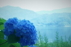 湖畔のアジサイ