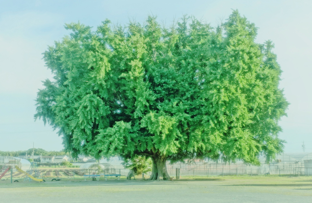 緑の時（再アップ）