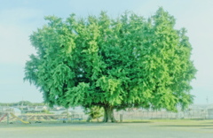 緑の時（再アップ）