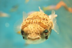 「笑えばいいと思うよ。。。」