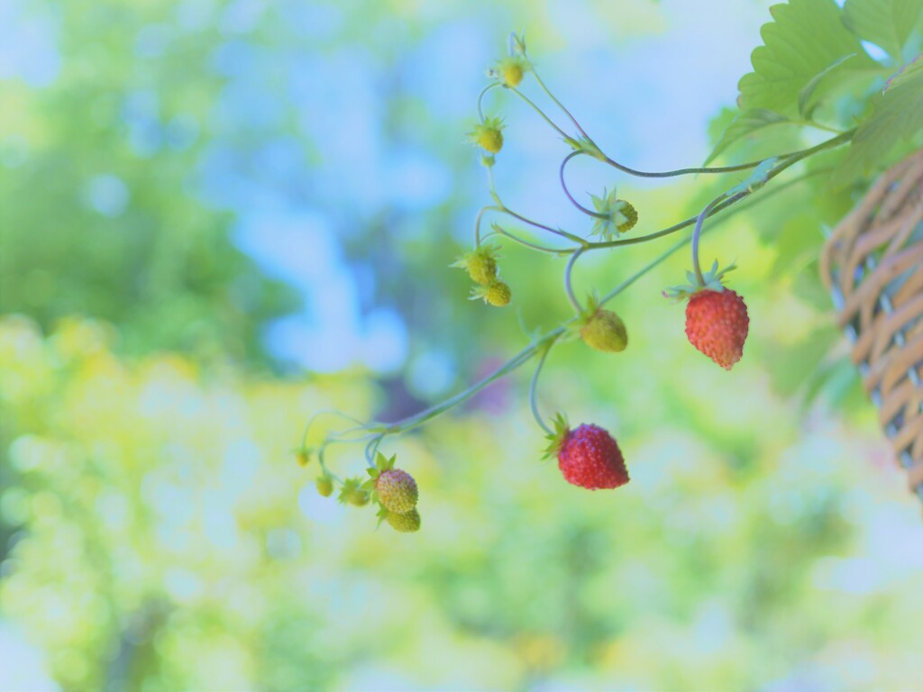 ワイルドストロベリ－