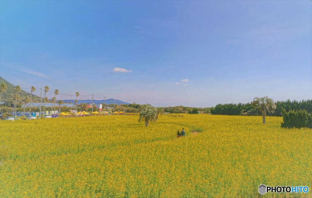 菜の花畑の二人