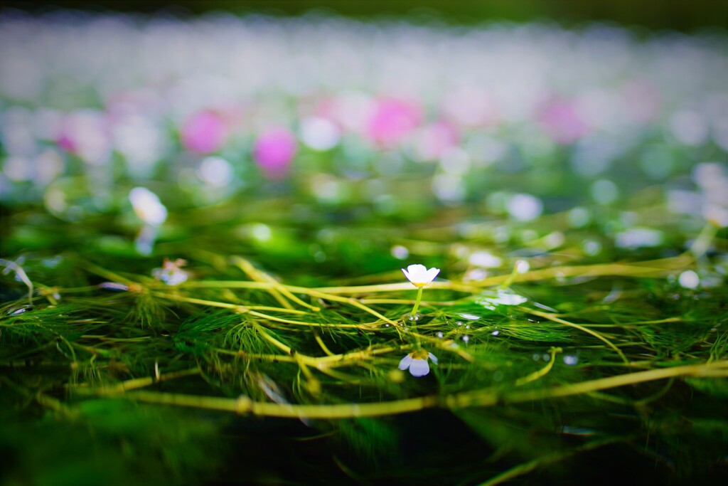 バイカモのリフレクション