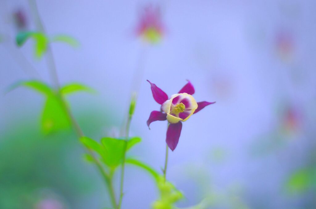 一人芝居