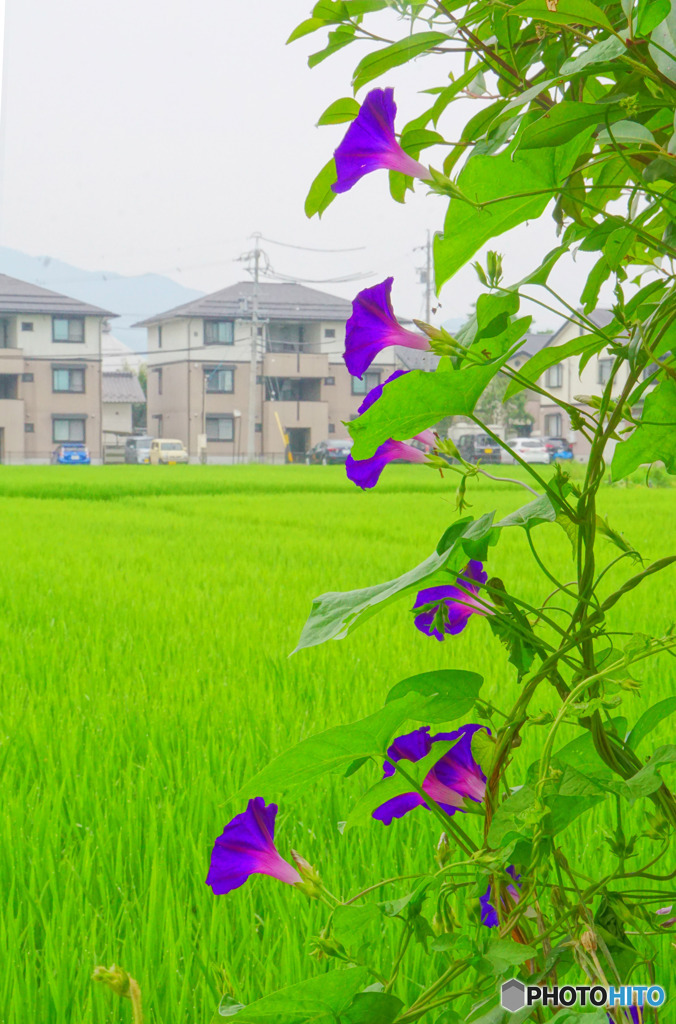 朝顔風景