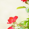 薔薇のささやき