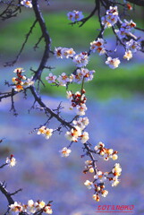 小梅の花