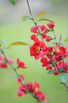 木瓜の花