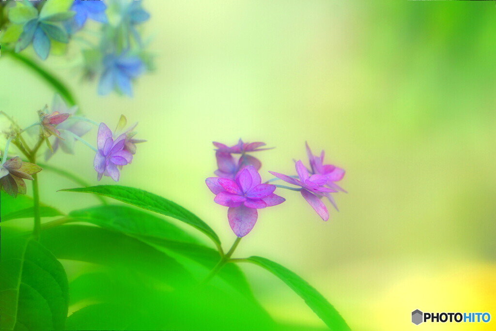 淑やかに咲く