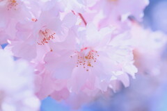 桜さくら