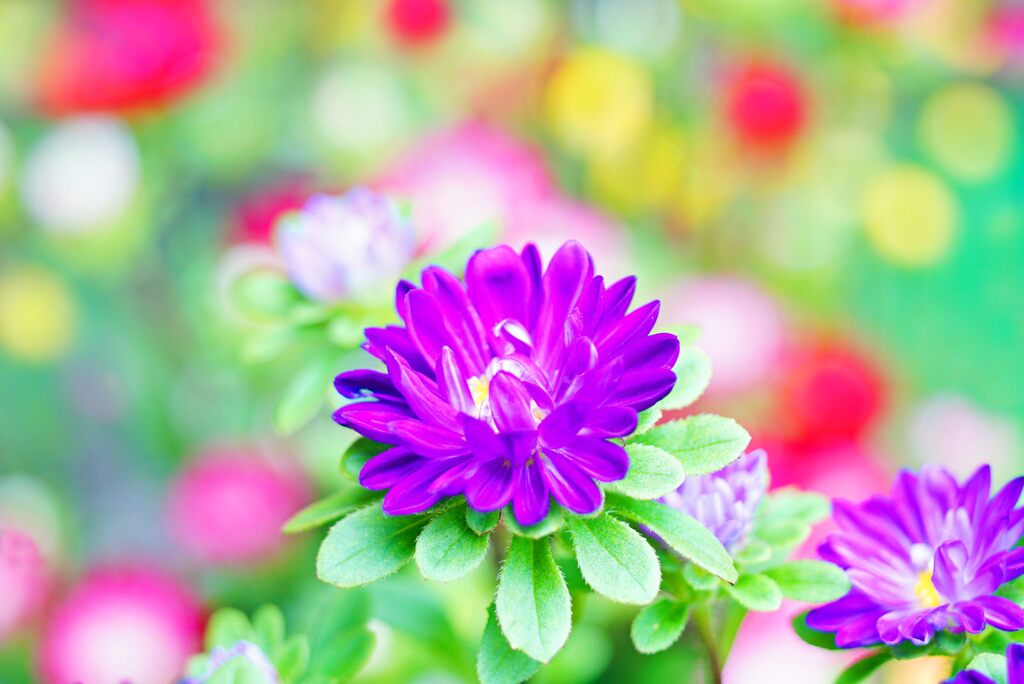 紫の小菊