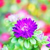 紫の小菊