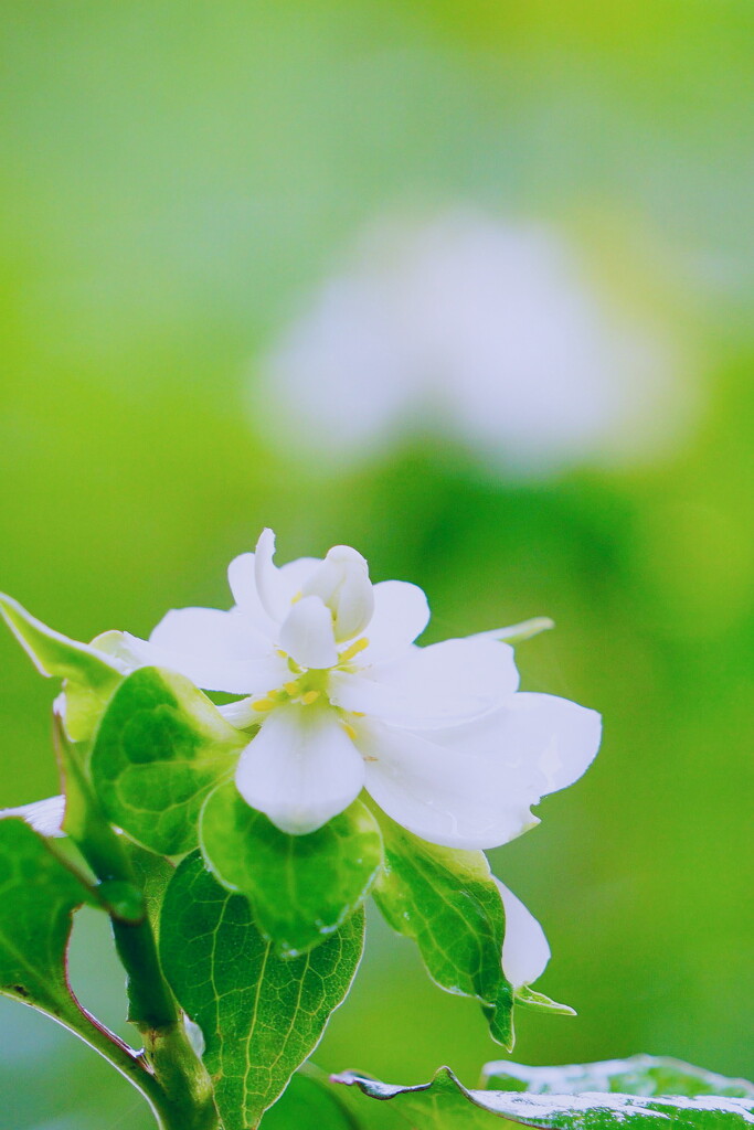 清楚な花