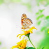 花から花へ