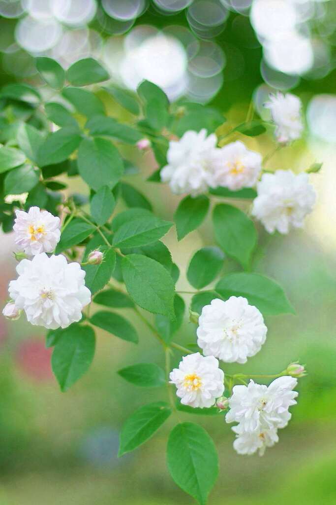 清純派