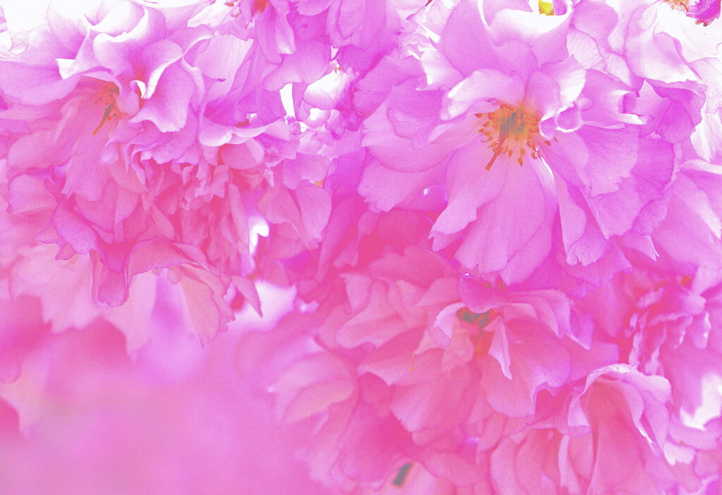 八重桜