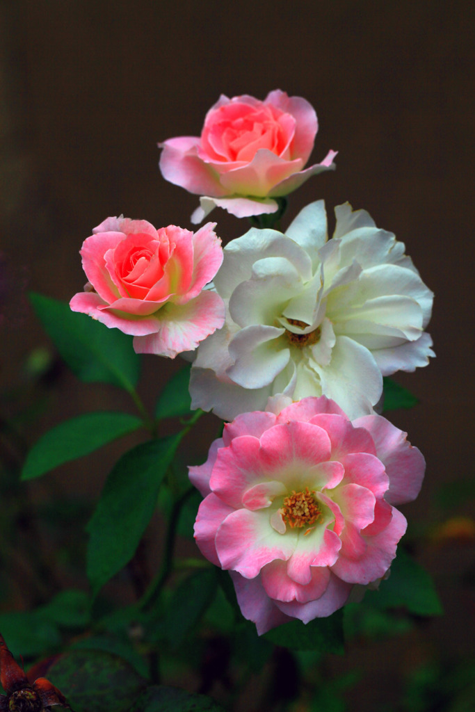 真夏の薔薇