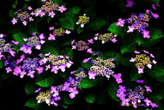 雨後の紫陽花