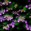 雨後の紫陽花