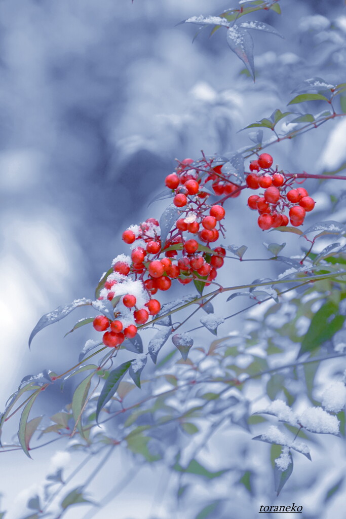 南天雪花