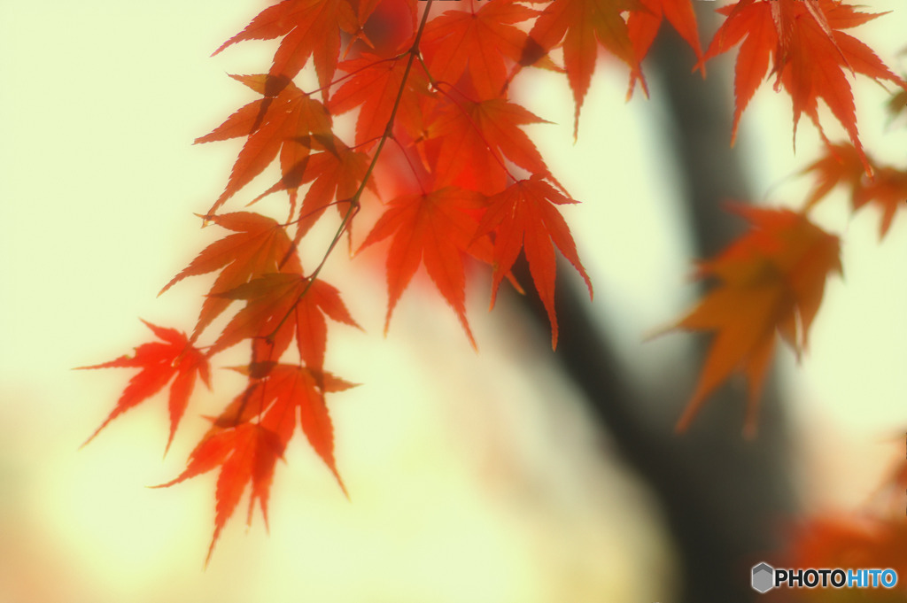 晩秋の彩り