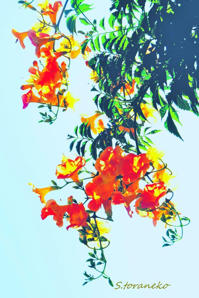 凌霄花