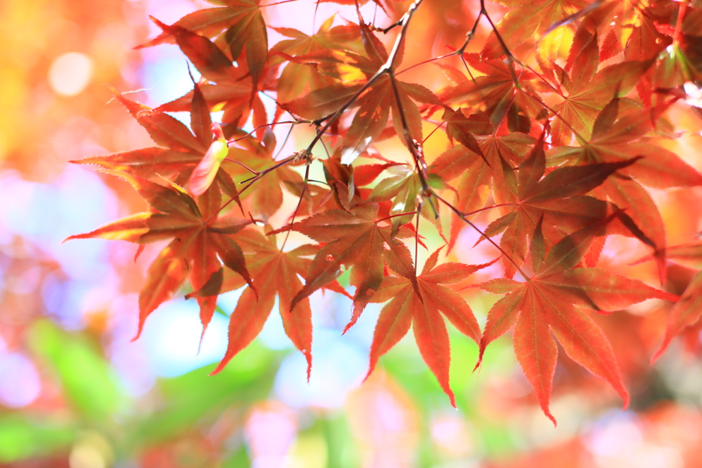 イロハ紅葉・モミジ