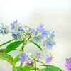 淑やかに