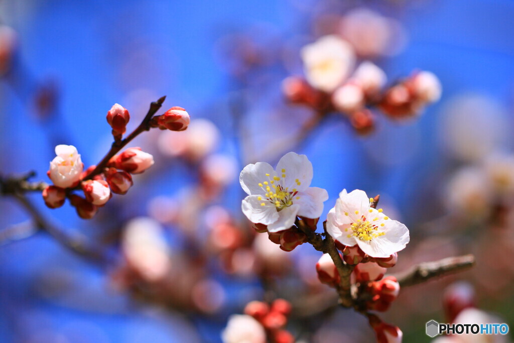 開花宣言