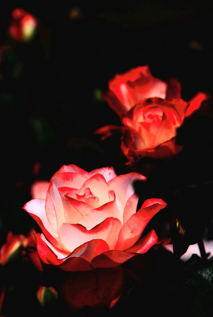 闇黒の薔薇