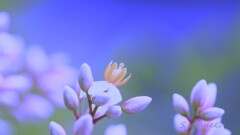 梅雨の南天