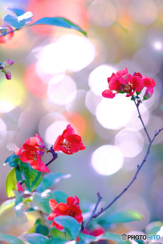 玉ボケ花ボケ