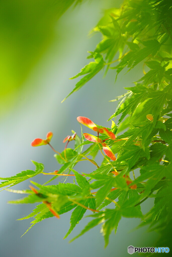 万緑の中の紅