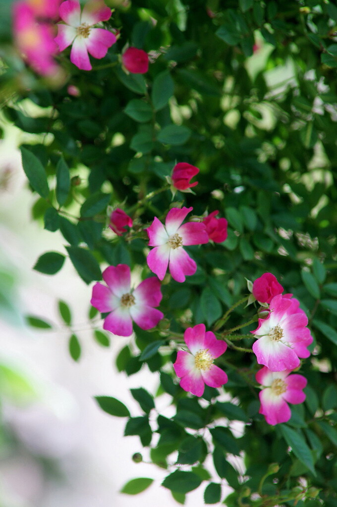 蔓薔薇