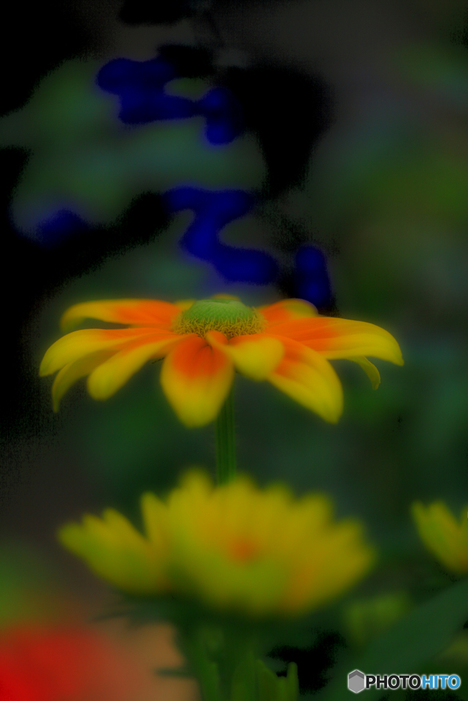 一厘の花