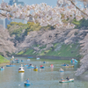 千鳥ヶ淵