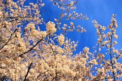 満開の桜