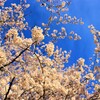 満開の桜