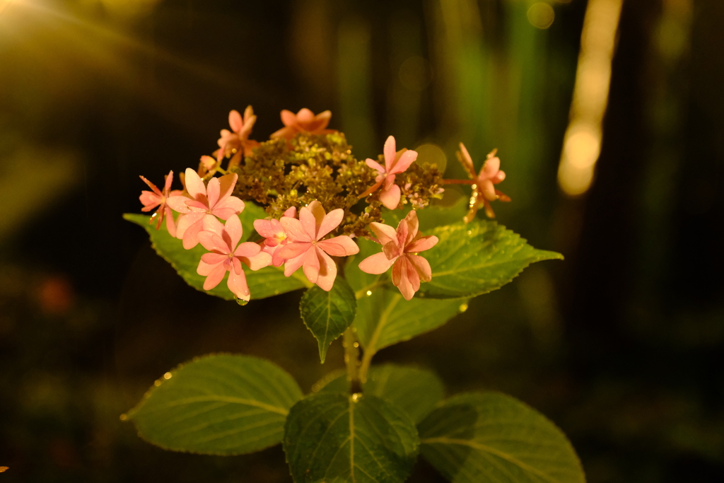 なばなの里にて（10）